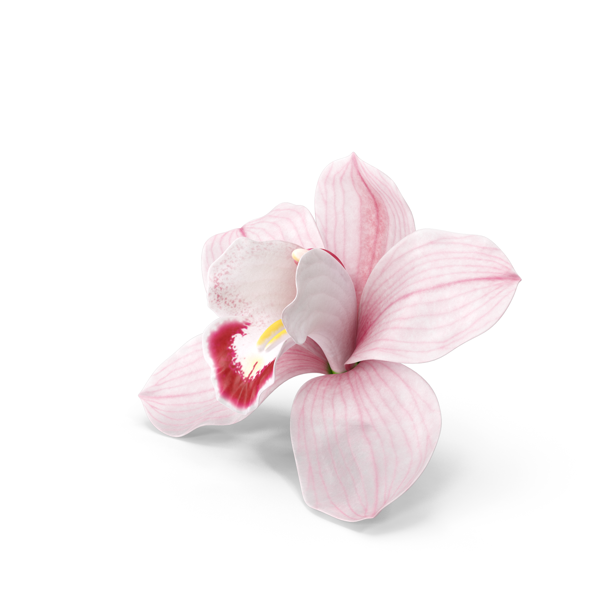 orquideas-dharma-psicologia-terapia-adultos