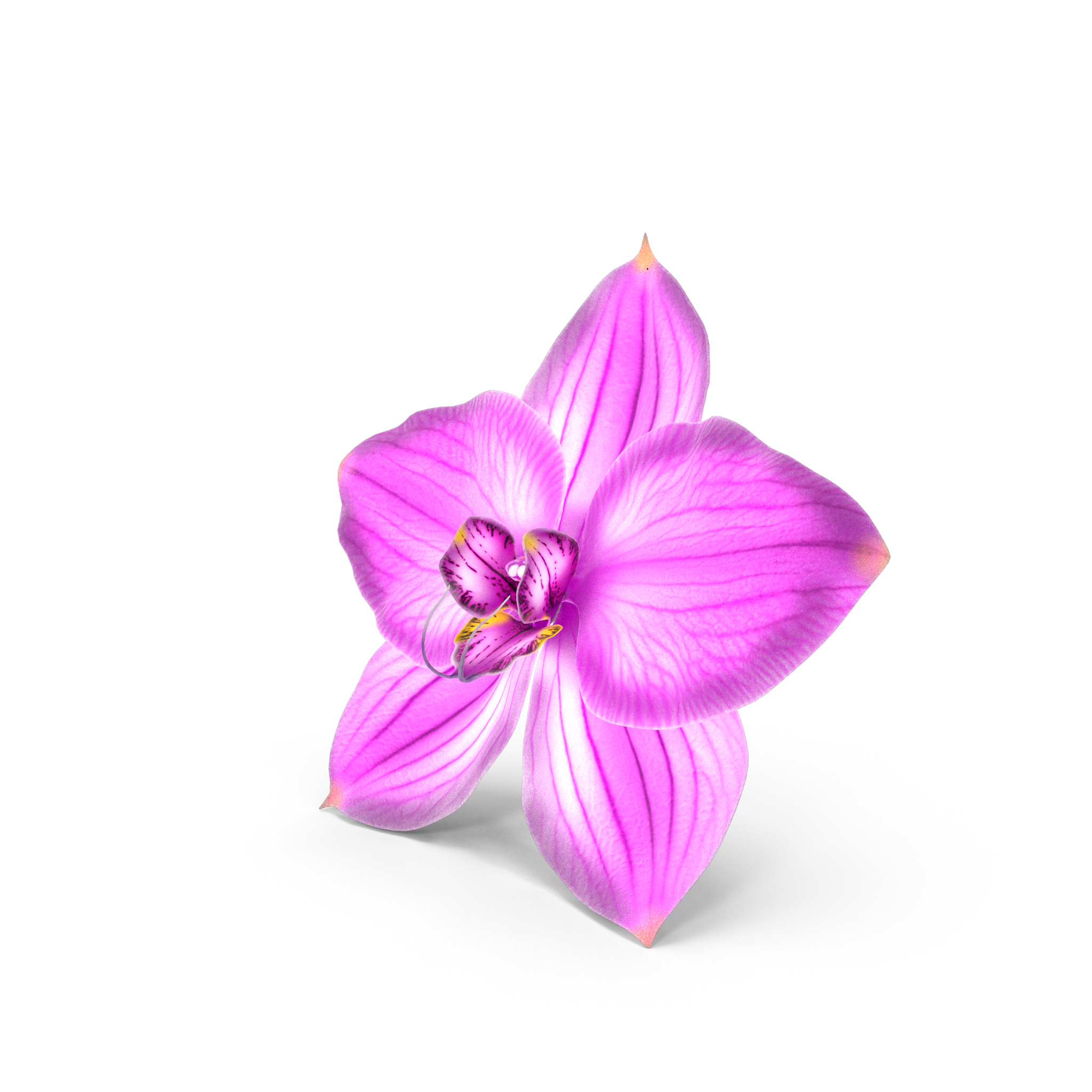 sexologia-clinica-psicologia-dharma-orquidea