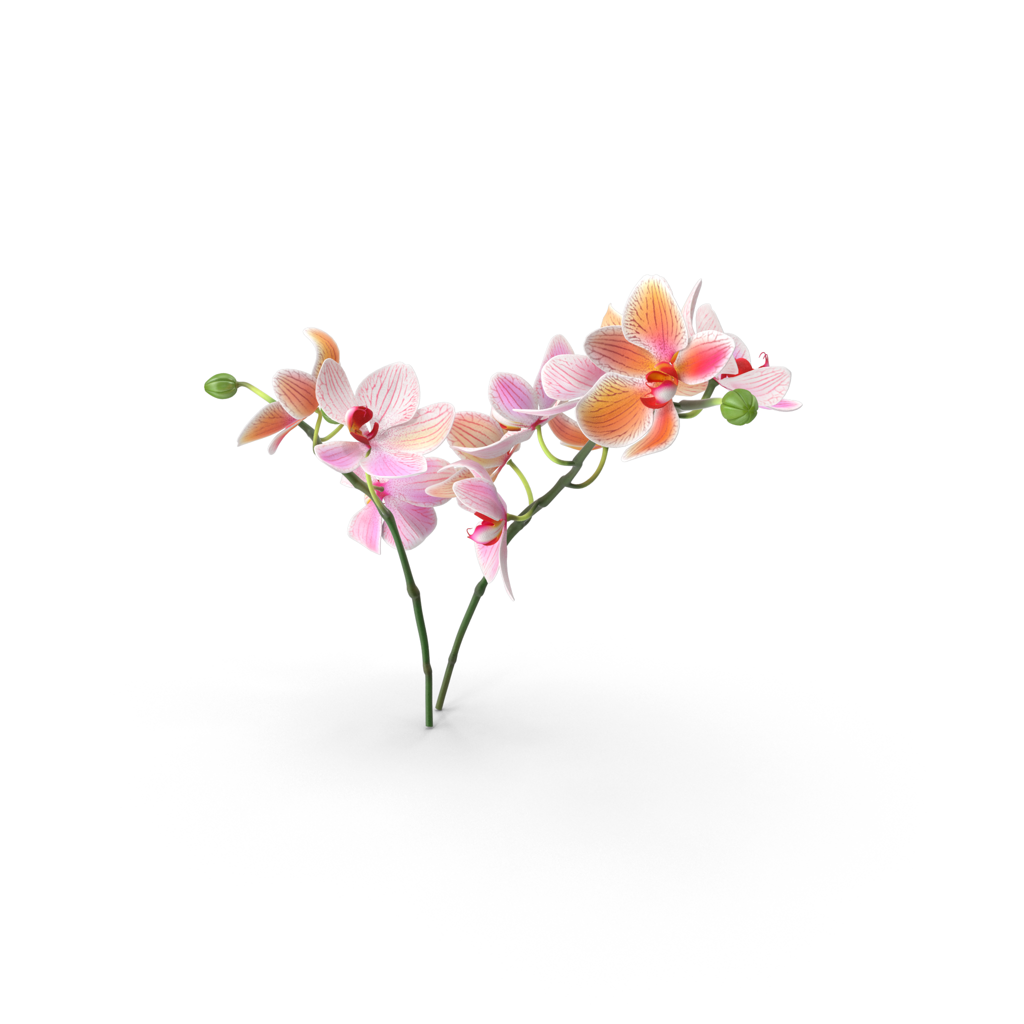 orquideas-psicologia-dharma-torremolinos-psicologos